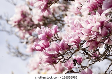 magnolia tree flowered foliage
