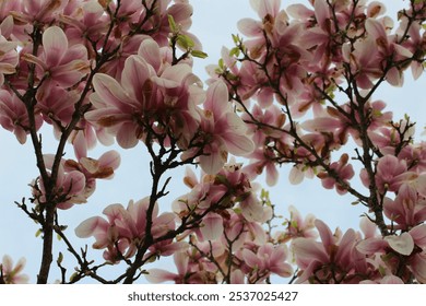 Magnolia tree flowers with the blue sky in the background. - Powered by Shutterstock