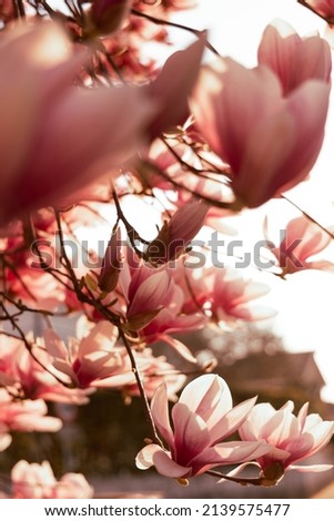 Similar – Magnolienzweige mit Magnolienblüten