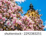 Magnolia tree, its scientific name is Magnolia x soulangeana in Szeged with the City Hall