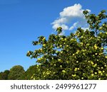 Magnolia tree with yellow flowers in the spring park