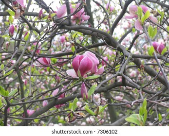 magnolia tress in blossom in spring