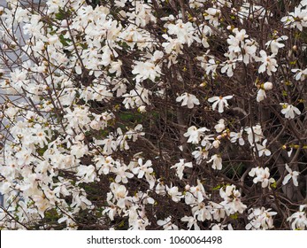 Magnolia (Magnolia Virginiana) Aka Magnolia Sweetbay Tree