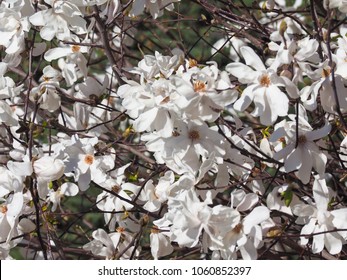 Magnolia (Magnolia Virginiana) Aka Magnolia Sweetbay Tree