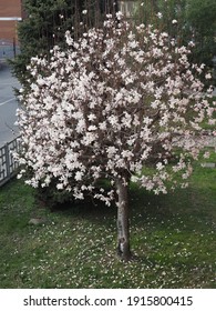 Magnolia (Magnolia Virginiana) Aka Magnolia Sweetbay Tree