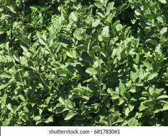 Magnolia (Magnolia Virginiana) Aka Magnolia Sweetbay Tree Leaves Background