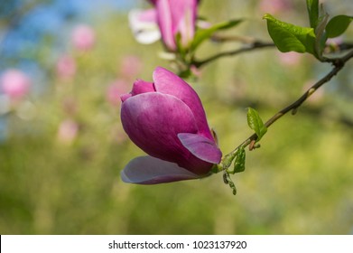 Magnolia Virginiana Flower 