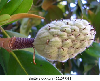 Magnolia Virginiana Flower Closeup