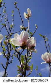  Magnolia Virginiana Flowers