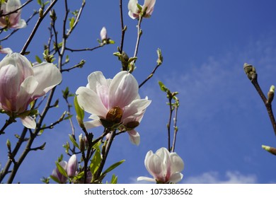  Magnolia Virginiana Flowers