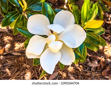 Magnolia Virginiana Is A Small Tree Widely Used In Decorative Lanscaping In The American Deep South.