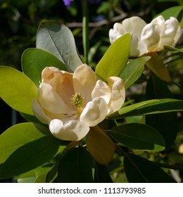 Magnolia Virginiana Tree Flowering