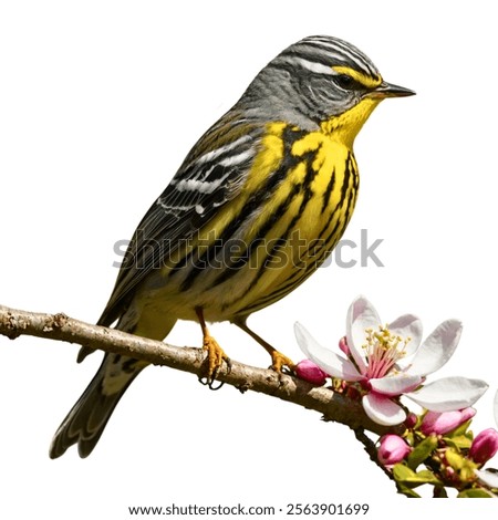 Similar – Image, Stock Photo The reed warbler (Phylloscopus collybita)
