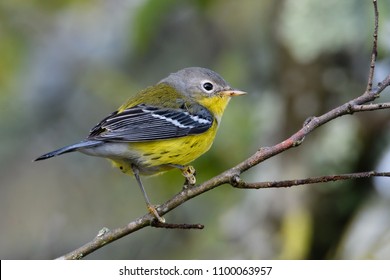 Magnolia Warbler Fall Plumage Stock Photo 1100063957 | Shutterstock