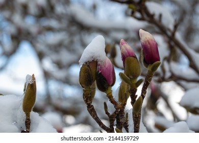 Magnolias Covered With Snow, April Weather, April , Blooming Magnolias In April