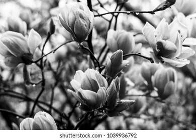 Magnolias in Full Bloom
