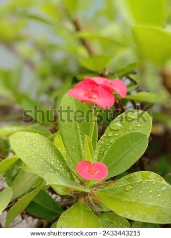 Magnoliophyta Euphorbia Mahkota duri flowers Red flowers.natural