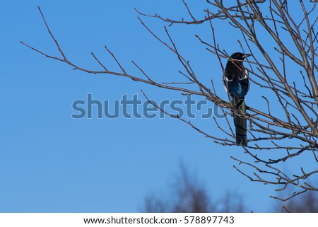 Similar – Image, Stock Photo alone Tree Man Winter