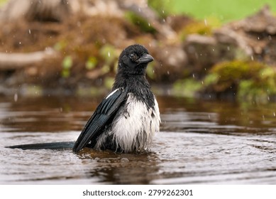 Magpie bathing in a puddle