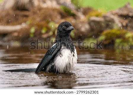 Magpie bathing in a puddle