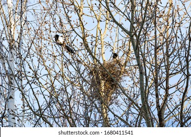 Magpie Nest Hd Stock Images Shutterstock