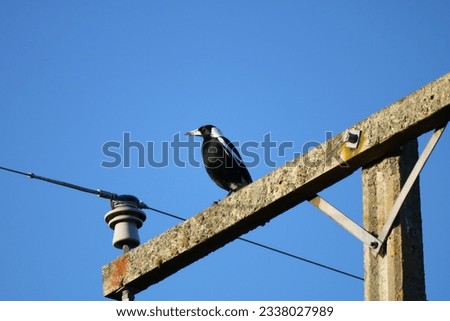 A Magpie; a bird originally from Australia but introduced to New Zealand in the 1860s, perched on a powerline in New Zealand. 