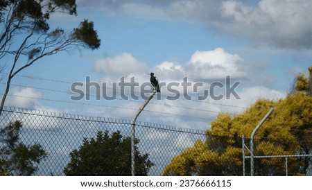 A magpie (bird) sitting on top of a wire fence in the middle of the day with trees and clouds in the background.