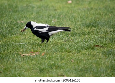 The Magpie Is Black And White, During The Breeding Season They Will Swoop From There Trees On Anyone Who Is Passing