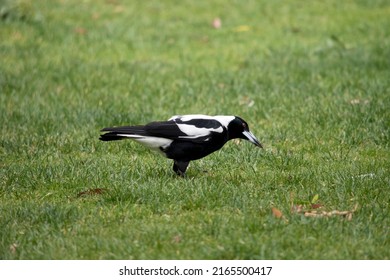 The Magpie Is Black And White, During The Breeding Season They Will Swoop From There Trees On Anyone Who Is Passing