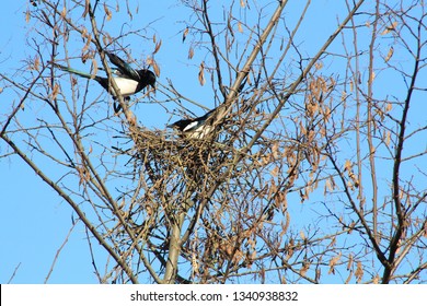 Magpie Couple At Nest Building