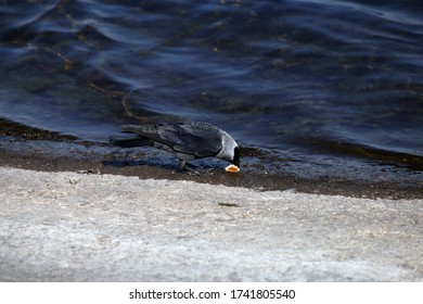 Magpie Eats Bread By The River