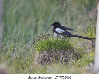 Magpie in a field, closeup view - Shutterstock ID 1747728068