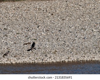 Magpie Fly On Top A River