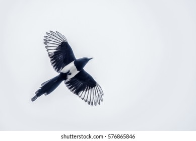 Magpie Flying White Sky UK Garden Birds