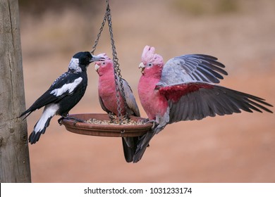 Magpie & Galah Fighting