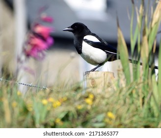 Magpie In A Garden - Cornwall, UK