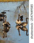 Magpie geese, Anseranas semipalmata, at Marglu Billabong	
