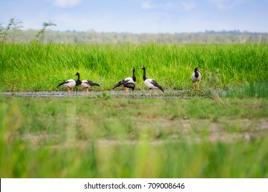 Magpie Geese in the grass at Corroboree Billabong in Northern Territory, Australia, a pristine wetland and part of Mary River eco system. It is a paradise for birds, fish, and other wildlife.