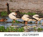 Magpie Goose - Anseranas semipalmata in Australia