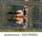 Magpie Goose - Anseranas semipalmata in Australia