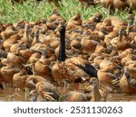 Magpie Goose - Anseranas semipalmata in Australia