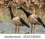 Magpie Goose - Anseranas semipalmata in Australia