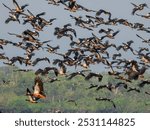 Magpie Goose - Anseranas semipalmata in Australia