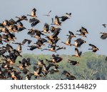 Magpie Goose - Anseranas semipalmata in Australia