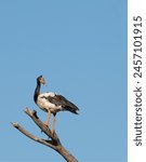 magpie goose  (anseranas semipalmata ) perching on dead tree with a isolated blue sky back ground with space.