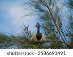 Magpie goose (Anseranas semipalmata) resting up in a tree with a pastel coloured blue sky background.