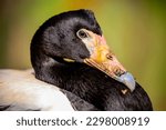The magpie goose (Anseranas semipalmata) is the sole living representative species of the family Anseranatidae. This common waterbird is found in northern Australia and southern New Guinea.