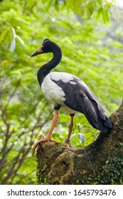 The Magpie Goose (Anseranas Semipalmata) Is The Sole Living Representative Species Of The Family Anseranatidae. This Common Waterbird Is Found In Northern Australia And Southern New Guinea.