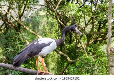 The Magpie Goose (Anseranas Semipalmata) Is The Sole Living Representative Species Of The Family Anseranatidae. This Common Waterbird Is Found In Northern Australia And Southern New Guinea.