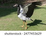 Magpie goose  (Anseranas semipalmata) spreaing its wings. A waterbird found in northern Australia and southern New Guinea